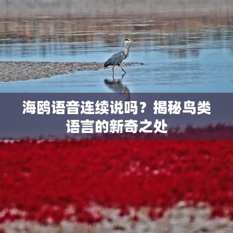 海鸥语音连续说吗？揭秘鸟类语言的新奇之处