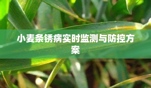 小麦条锈病实时监测与防控方案