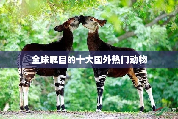全球瞩目的十大国外热门动物