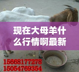 现在大母羊什么行情啊最新消息：大母羊多少钱一只 
