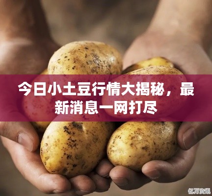 今日小土豆行情大揭秘，最新消息一网打尽