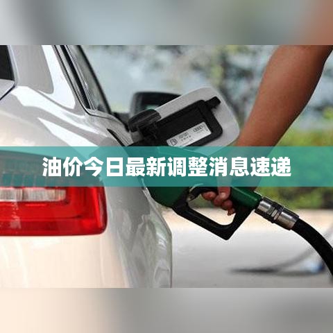 夯雀儿先飞 第3页
