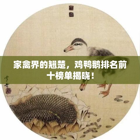 家禽界的翘楚，鸡鸭鹅排名前十榜单揭晓！