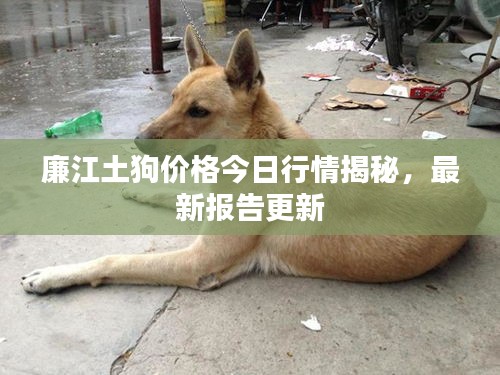 廉江土狗价格今日行情揭秘，最新报告更新