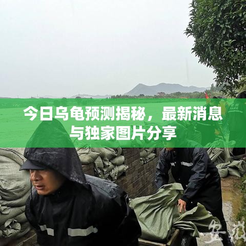 今日乌龟预测揭秘，最新消息与独家图片分享