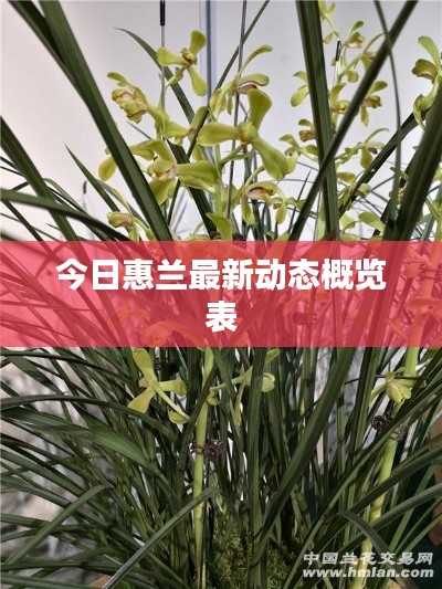 今日惠兰最新动态概览表