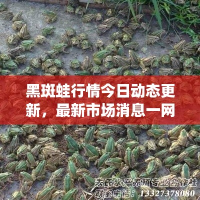 黑斑蛙行情今日动态更新，最新市场消息一网打尽！