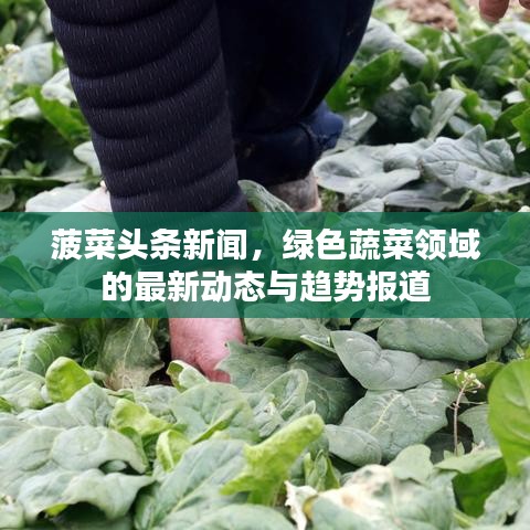 菠菜头条新闻，绿色蔬菜领域的最新动态与趋势报道