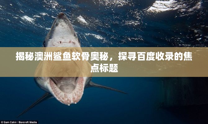 揭秘澳洲鲨鱼软骨奥秘，探寻百度收录的焦点标题