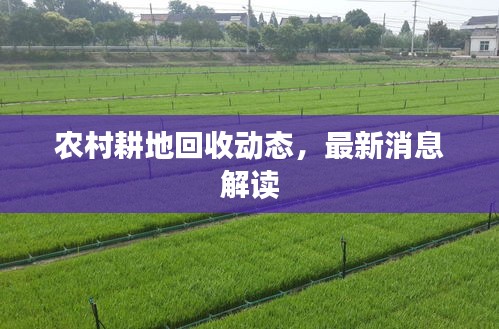 农村耕地回收动态，最新消息解读