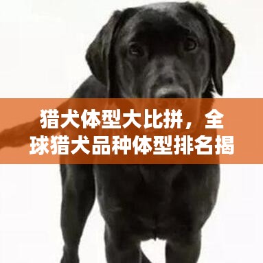铺张扬厉 第2页