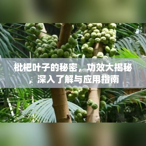 不求甚解 第2页