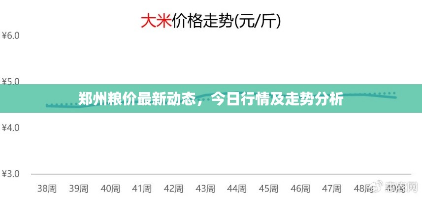 郑州粮价最新动态，今日行情及走势分析