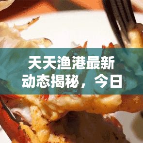 天天渔港最新动态揭秘，今日消息一网打尽
