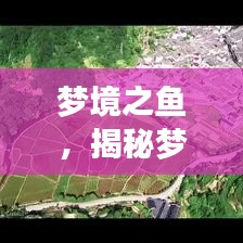 梦境之鱼，揭秘梦境与现实间的神秘纽带