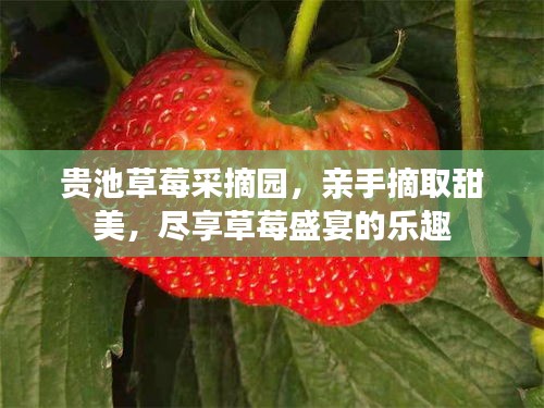 贵池草莓采摘园，亲手摘取甜美，尽享草莓盛宴的乐趣