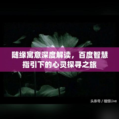 随缘寓意深度解读，百度智慧指引下的心灵探寻之旅