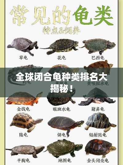 全球闭合龟种类排名大揭秘！