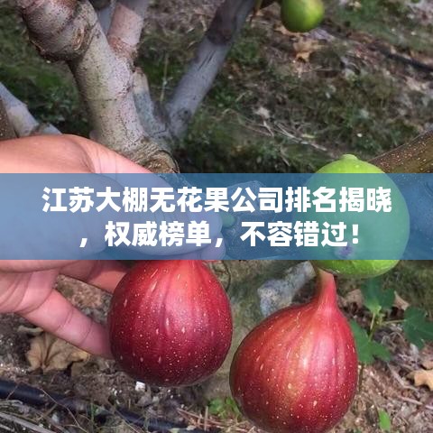 江苏大棚无花果公司排名揭晓，权威榜单，不容错过！