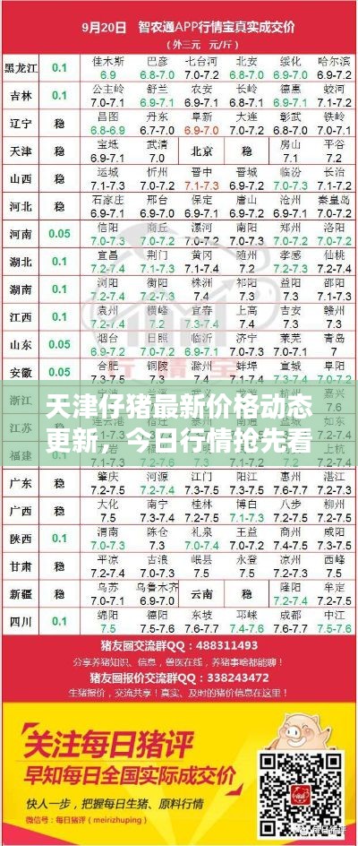 天津仔猪最新价格动态更新，今日行情抢先看