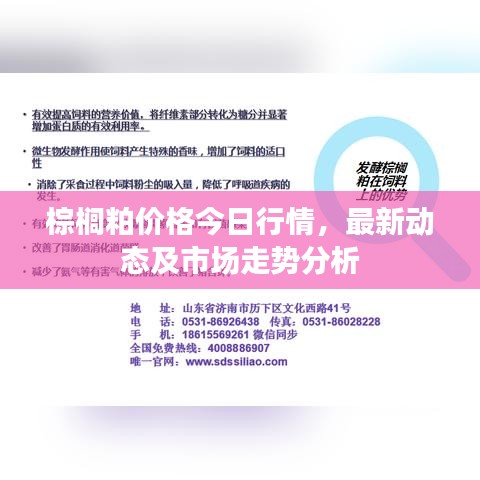 棕榈粕价格今日行情，最新动态及市场走势分析