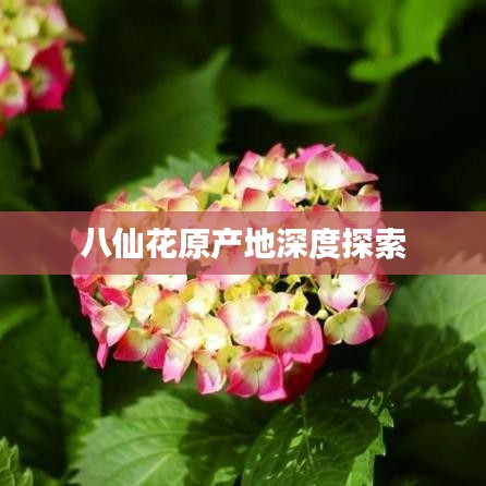 八仙花原产地深度探索