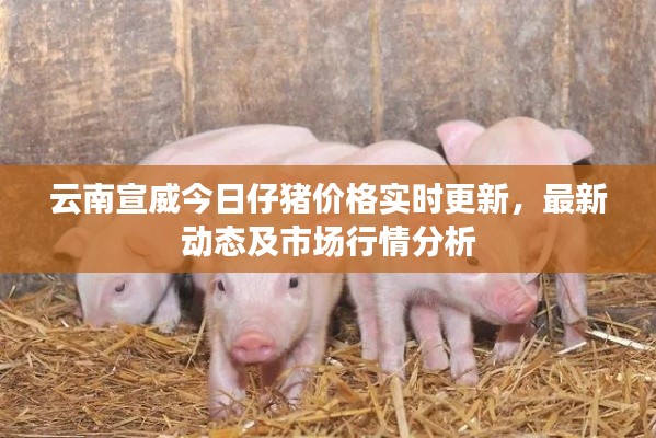 云南宣威今日仔猪价格实时更新，最新动态及市场行情分析