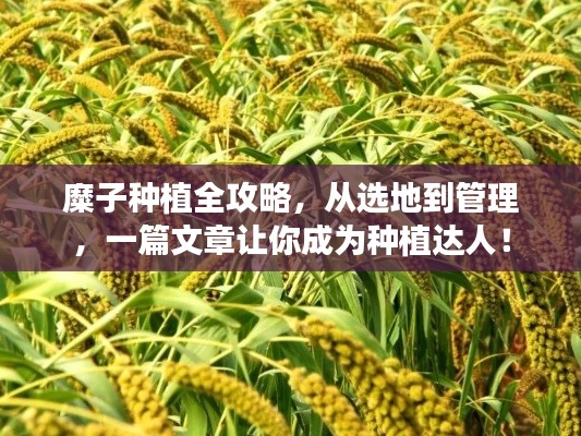 糜子种植全攻略，从选地到管理，一篇文章让你成为种植达人！