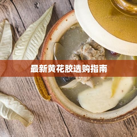 最新黄花胶选购指南